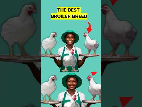 BEST FASTEST FATENNING BROILER BREEDS