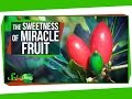 Miracle Fruit and Its Effects