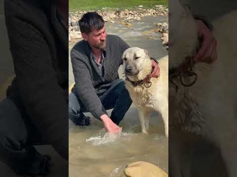 İNSANIN KALBİNDE HAYVAN SEVGİSİ OLMALI #Kangal