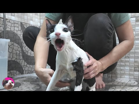 I bathed the cat who hates showers and then she didn't want to get out of the tub because...