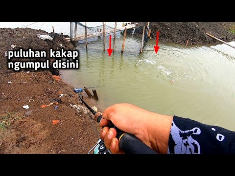 begini cara papa barra mancing kakap di tambak bandeng