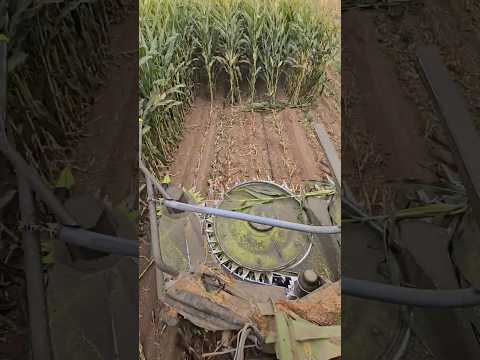 The Claas Jaguar 860 combine harvester mows very close to the ground