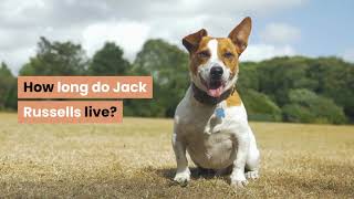 How long do Jack Russells live?