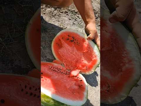 сезон арбуза в Дагестане чать 1 #арбуз #дагестан