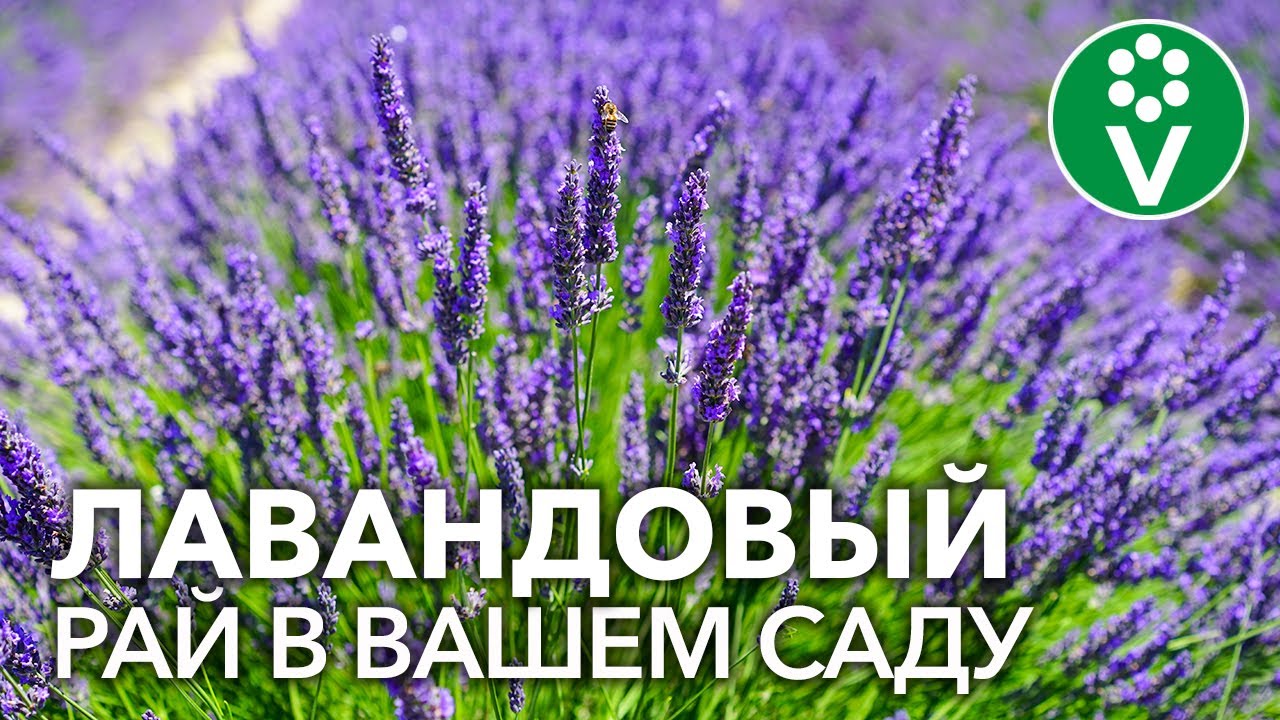 Лавандовый рай. Секреты выращивания лаванды от хозяйки лавандовой фермы