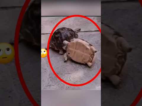 Quand les animaux nous donnent une leçon de solidarité