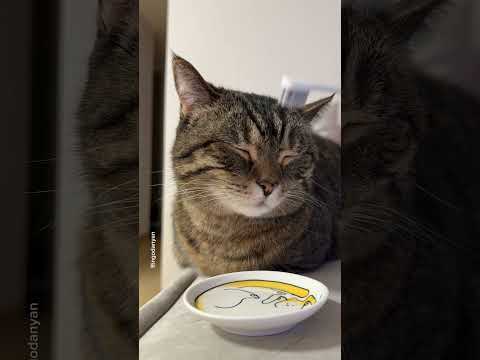 Things that remind cats of their mom #shorts #cat #funny