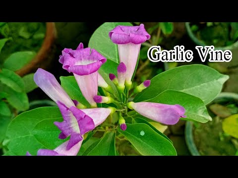 Garlic vine care | Pink and white flower vine | Easy to care flower plant for home