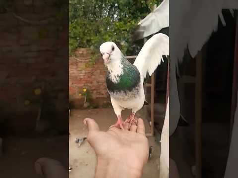 Roshan चिराग Kabootar ki video 6 || Super Pigeon 💖 #shortsfeed #shorts