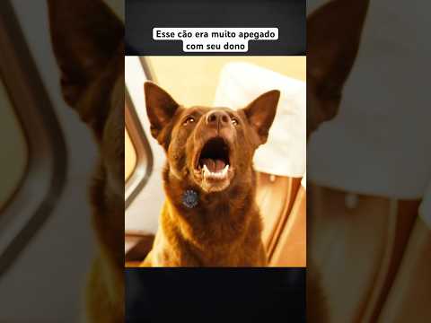 Esse cão esperava seu dono voltar para casa #filme #melhorfilme #shorts