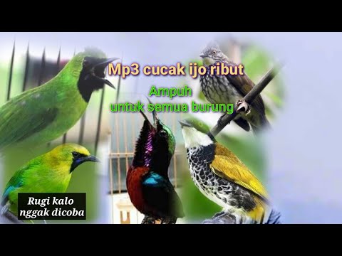 MP3 CUCAK IJO RIBUT...AMPUH UNTUK SEMUA BURUNG HUTAN..COBA BUKTIKAN KALO GAK PERCAYA
