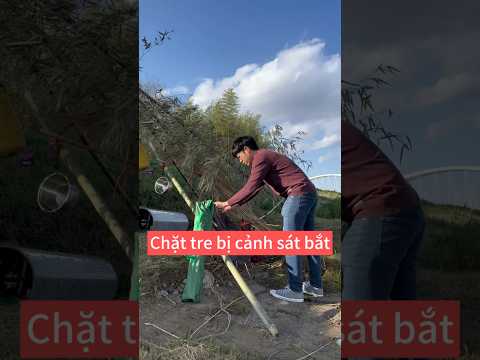 Bị cảnh sát bắt vì chặt tre!! #duycuong #nhatban