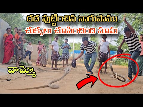 Indian spectacled venomous cobra bigsize snake rescue Yerukalacheruvu lo {9966333589}