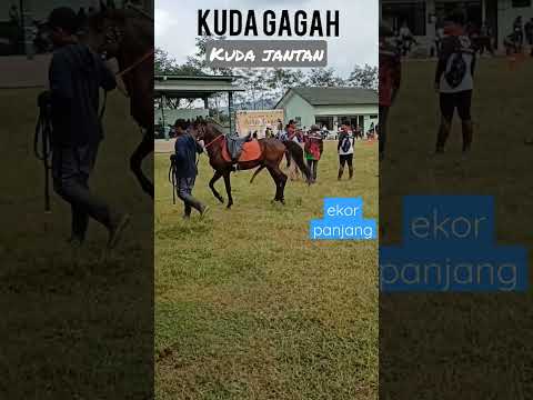 Suara Kuda Kuda Jantan Jinak #shorts
