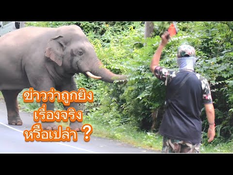 พลายงวงทองถูกยิง เรื่องจริงหรือเปล่า ?