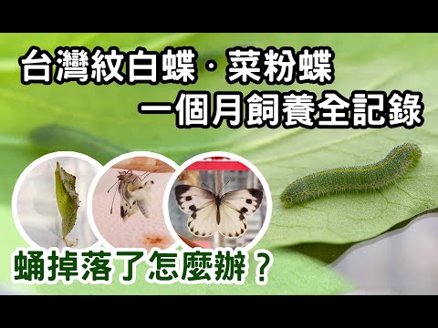 「昆蟲紀錄」一個月飼養全記錄｜美麗的「台灣紋白蝶」又稱「菜粉蝶」！- YouTube(9:58)