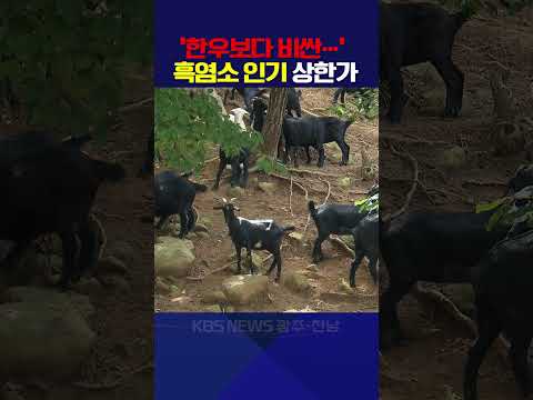 ‘한우보다 비싼…’ 흑염소 인기 상한가