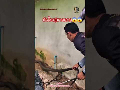 #ใหญ่มากกกกกก😱😱มาไต่ฝาบ้าน #snake #animals #reptiles #wildlife #kingcobra