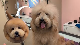 GIANT FLUFFY PUPPY haircut makeover