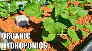 Fishless Aquaponics - One Month Update