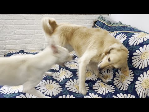 [My Pet] 흔한 남매, Common siblings