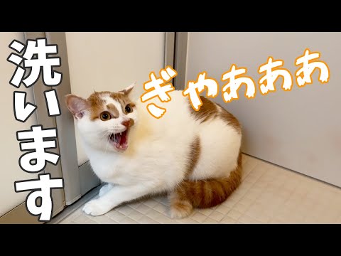 今回も怪獣になってシャンプー頑張ります！！