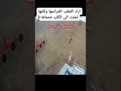 ذكر الله الكلب في القرآن لأن كأنت صحبة صالحة.. سبحان الخالق #اكسبلور #القرآن_الكريم #cat #الحمدلله