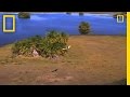 Okavango Delta and Its Wildlife