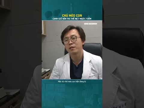 Chú mèo con canh giữ ngày đêm bên thi thể mẹ
