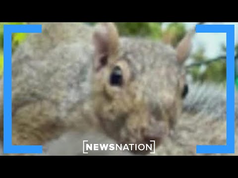 YouTube video thumbnail: Mean Squirrel is Terrorizing Bay Area, Sending two to Hospital 