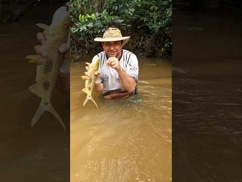 A maneira mais fácil pro pescador pegar piau 3 pintas