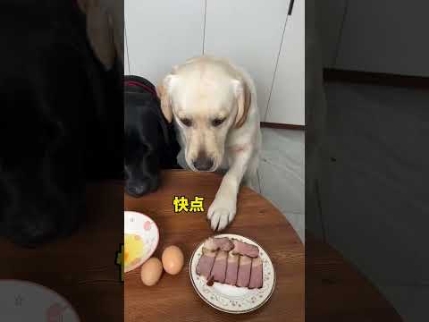 狗：疏忽了，没想到是个坏蛋！#狗狗的心思都写在脸上了 #狗子成精了 #萌宠出道计划 #我不是人但你是真狗 #当你有只嘴馋小狗#拉布拉多 #拉布拉多搞笑 #拉布拉多视频