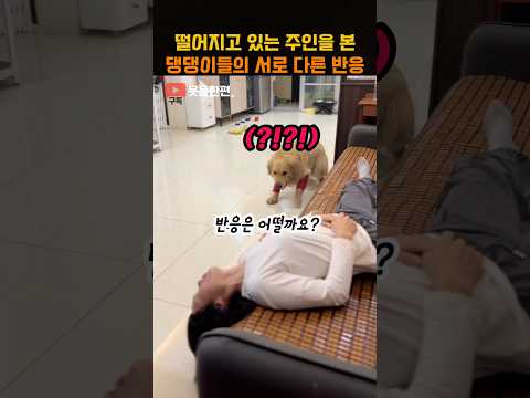 떨어지고 있는 주인을 본 댕댕이들의 서로 다른 반응
