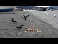 ვიდეო გაკვეთილის ტესტი