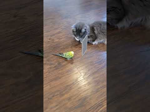 Secret kiss 👀#shorts #memes #cat #catvideos #birdy
