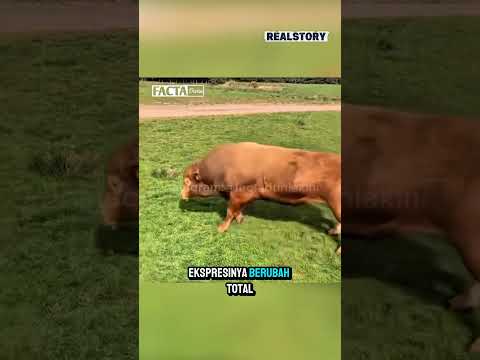 Sapi jantan ini sok keren banget ๐ #shorts #animals