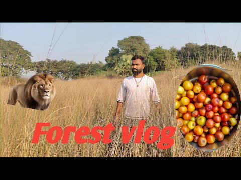 Forest vlog Part - 1 || The Mitansh Mahto