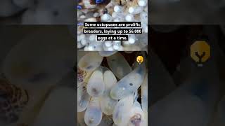 Octopuses and their huge clutches of eggs