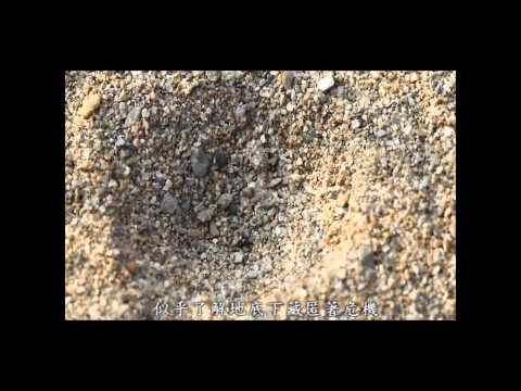 中興大學昆蟲系-2011昆蟲食性展 展場生態影片 - YouTube(12分01秒)