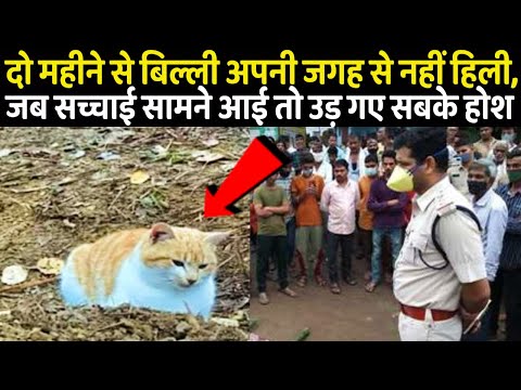 दो महीने से बिल्ली अपनी जगह से नहीं हिली, जब सच्चाई सामने आई तो उड़ गए होश