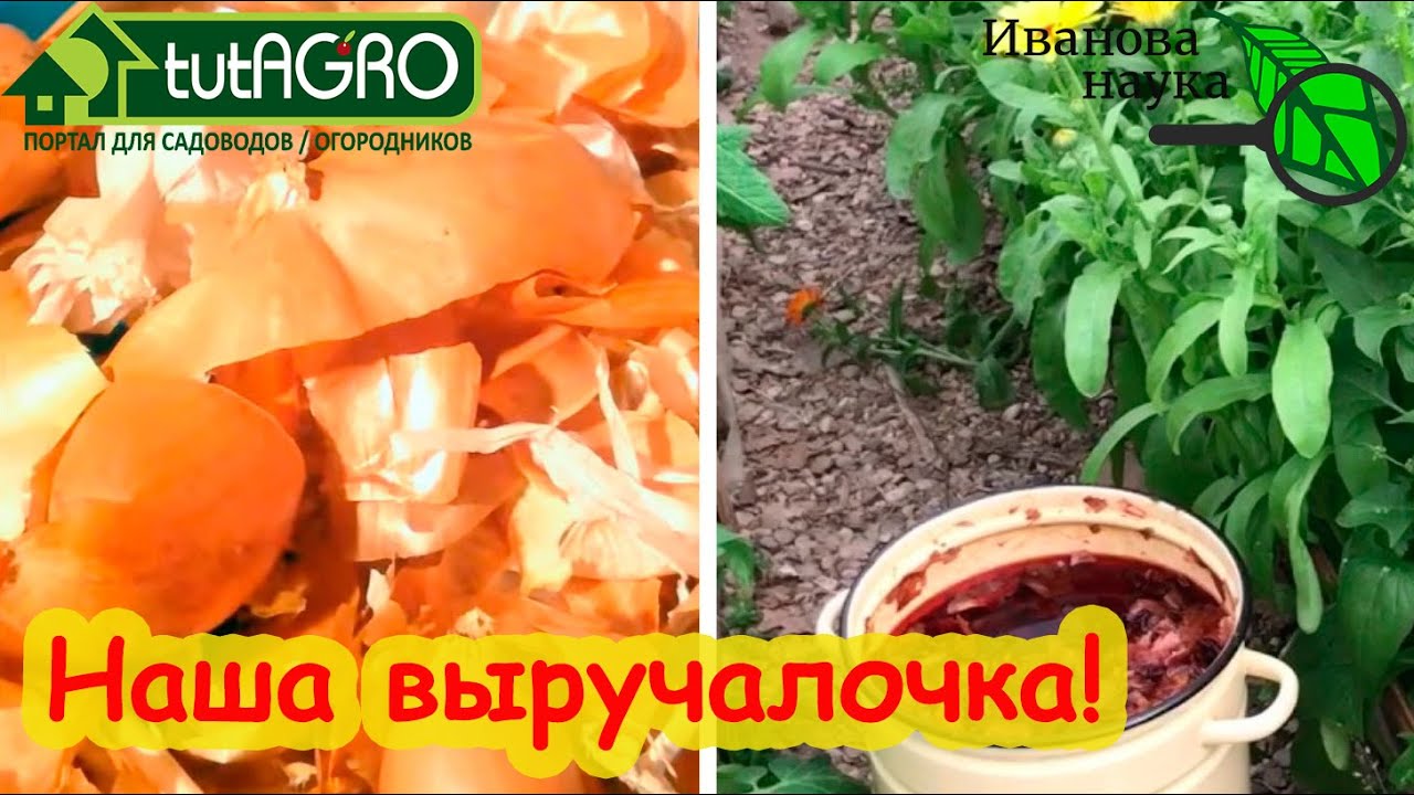 Луковая настойка выручит всегда! Луковая шелуха как удобрение. Приготовление лукового отвара.