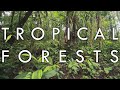 Exploring Tropical Rainforest and Seasonal Forest Biomes