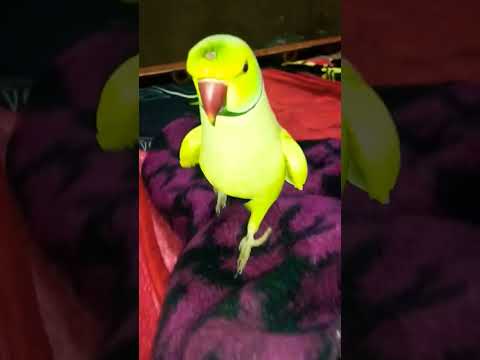 🥰❣️ #parrot #talkingparrot #cute #shortsfeed #parrot #subscribe #shortsvideo #youtubeshorts
