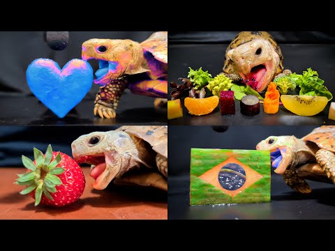 Relaxing ASMR Eating Food Mukbang for Sleep ✨ Turtle Tortoise