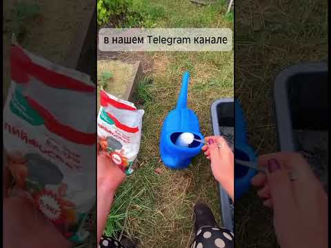 Лучшее осеннее удобрение!