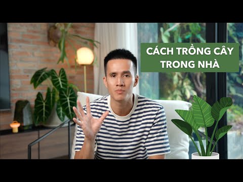 Gợi ý mảng xanh trong nhà cho mùa hè