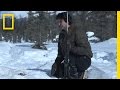 Wolverine Behavior and Ecosystem Interactions