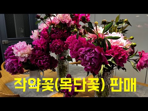의성 산불 피해 지역에 심을 겹목단,작약꽃 판매 합니다.