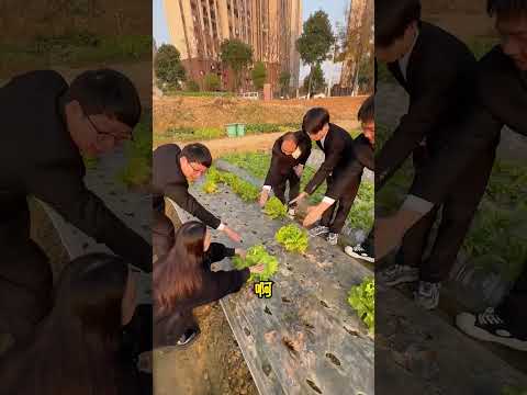 生菜我只吃最新鲜的#周公谨