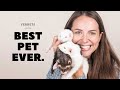 Ferret Ownership: Pros and Cons